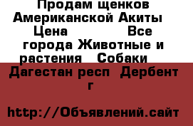 Продам щенков Американской Акиты › Цена ­ 25 000 - Все города Животные и растения » Собаки   . Дагестан респ.,Дербент г.